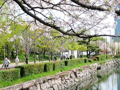 桜風景を走る
