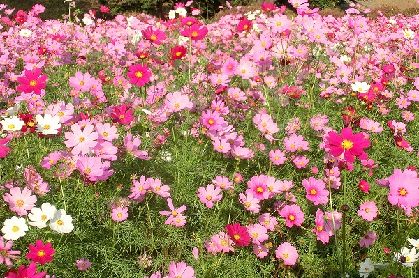 武庫川のコスモス