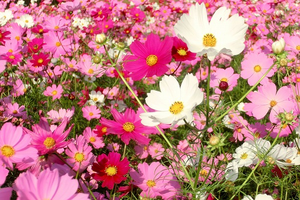 武庫川のコスモス 武庫川のコスモス